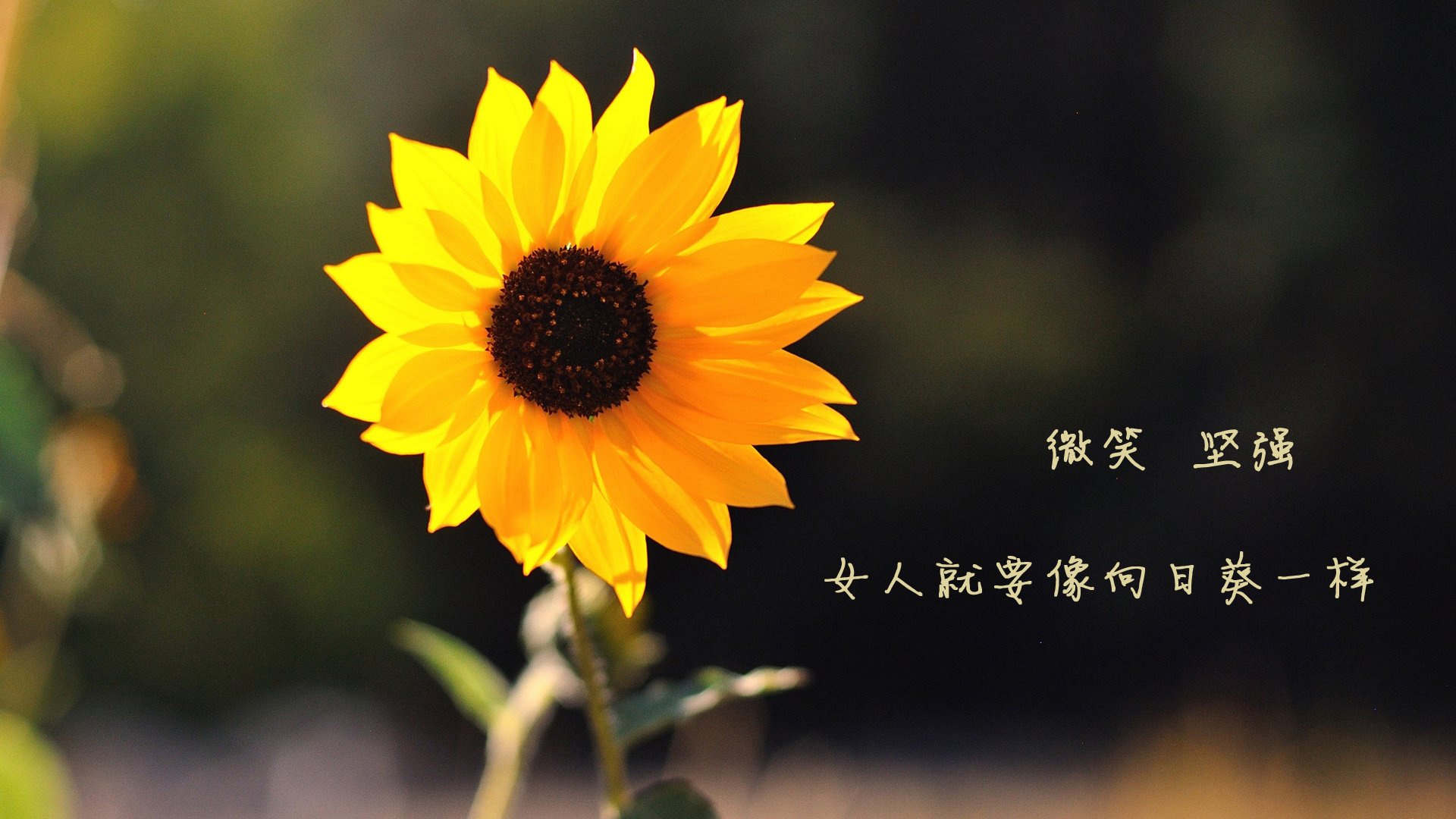 巴西后卫红牌停赛未伤 欧预赛切磋将助成功，巴西后卫排名